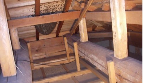 一般家庭の天井裏に作られた二ホンミツバチの巣