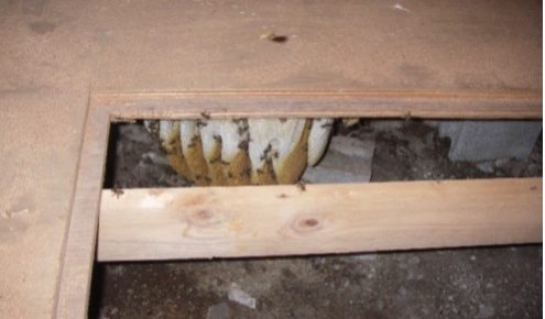 一般家庭の床下に作られたセイヨウミツバチの巣