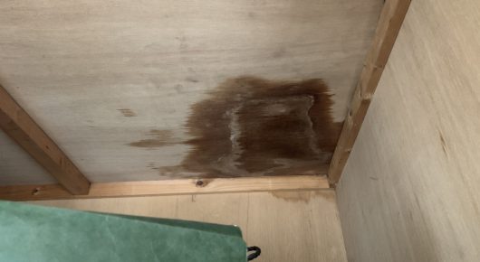 ハクビシンの尿による天井のシミ
