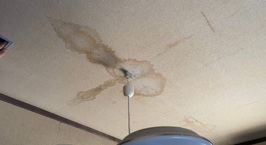 アライグマの尿による天井のシミ